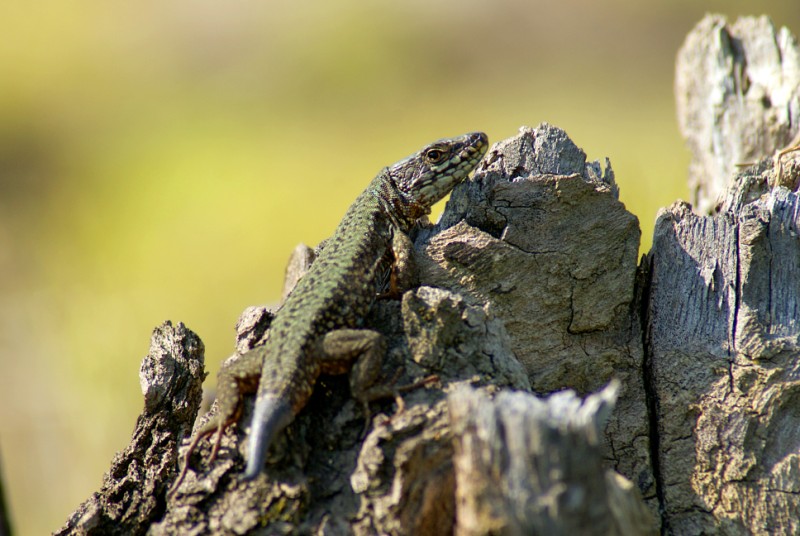 podarcis muralis